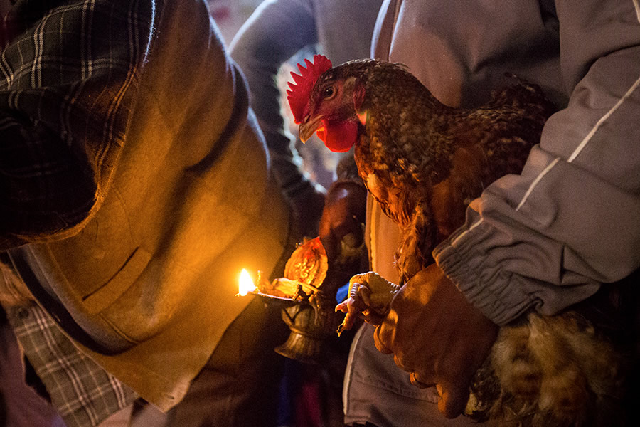 Animal sacrifice during the festival